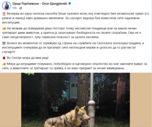 Ujk apo qen? Misteri që tronditi Shkupin – kafsha ‘e egër’ perfundoi në ZOO